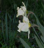 white daffodils.jpg